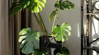 A Sheltered Corner Can Reduce the Force on Tall Plants
