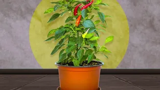 Why Clay Dehumidifiers And Select Plants Are Perfect For Rental Monsoon Air Control