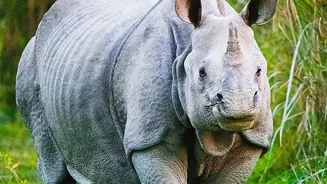 Rhino Numbers Grow Again at Uttar Pradesh's Dudhwa Reserve