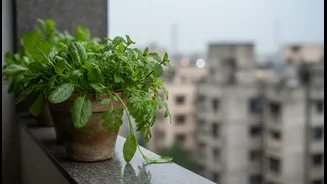 Monsoon-Friendly Greens For Every Urban Home