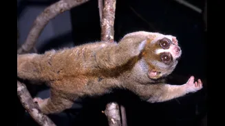 Quatro mamíferos que são venenosos (sim, isso existe)