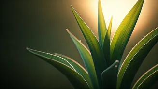 Unlock Your Inner Radiance: Simple Ways to Boost Your Energy This Spring