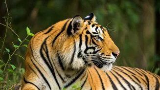 India's Best Tiger Parks to Visit This Winter