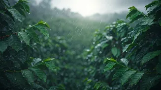 Coorg Honeymoons Are Perfect For Rain-Loving Couples
