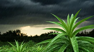 Rainy Weather Changes Everything For Your Plants