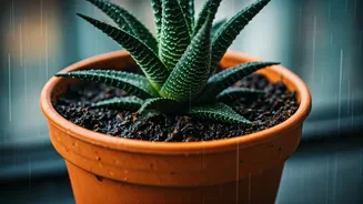 Protect Balcony Plants From Root Rot During Downpours