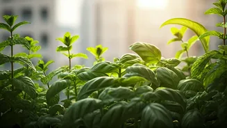 Urban Homes Turn Green With Balcony Herb Gardens