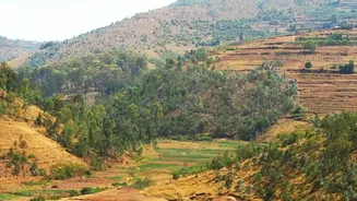What Dry Patches During Monsoon Mean For Indian Crops