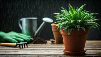 Monsoon Plant Care Hacks Everyone Needs This Season