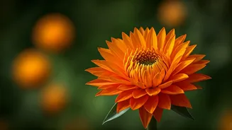 Virgo's October 24, 2025: Love & Life Outlook