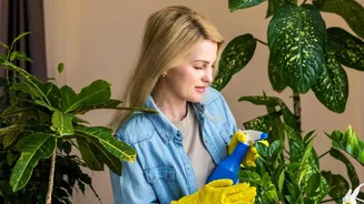 Indoor Plant Health Depends On Avoiding Excess Moisture