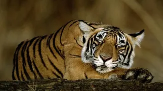 Why Community Participation Is Essential For Successful Tiger Reintroduction Across States
