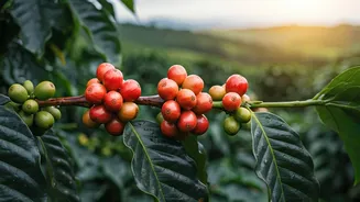India's Coffee Farms Adapt: Embracing Climate-Resilient Beans for a Sustainable Future