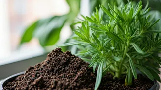 Give Balcony Plants Explosive Growth Using Diluted Homemade Compost