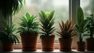 Indoor Plants Make Rainy Days Less Dull