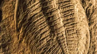 38-Million-Year-Old Marine Fossils Found In Ladakh: Nyoma Marine Fossils Comes Into Focus