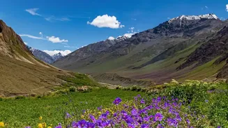 Rare Neelakurinji Flowers Return To Munnar In A Major 2026 Bloom: The Story's Essential Context