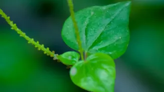 Some Plants Need Less Rotation than Others