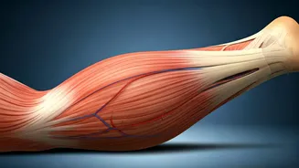 Calf Muscles: Your Second Heart & Circulation Boost