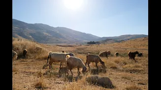 Indigenous livestock breeds offer climate resilience in India