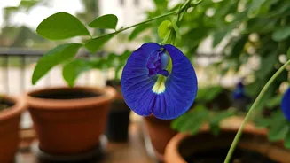 Cultivate Aparajita Bliss: Your Guide to Growing Butterfly Pea on a Balcony