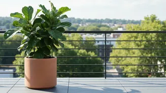 A Pot Turn Should Be Smaller When Direct Sun Is Strong