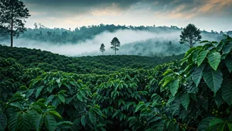 Coorg Coffee Plantations Ready For Young Monsoon Backpackers
