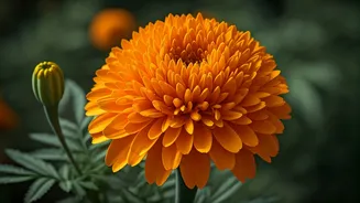 Indian Monsoon Gardens Love This Orange Superstar