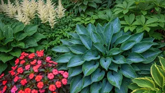 Elevate Your Garden: 11 Stellar Companion Plants for Thriving Hostas