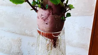 Growing Plants From Cuttings At Home: What To Know