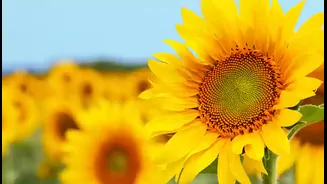 Sunflowers Uncovered: Fascinating Facts About These Cheerful Blooms