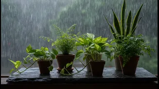 Low-Sunlight Plants That Flourish During Monsoon