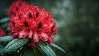 Exploring India's Floral Splendor: Top 7 Destinations for April Blooms