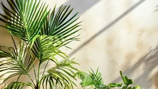 Indoor Plants That Need Little Light And Even Less Maintenance This Monsoon