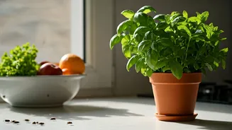 5 Smart Strategies to Banish House Flies and Safeguard Your Health