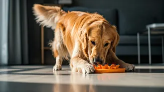 These Indoor Activities Keep Pets Healthy And Engaged