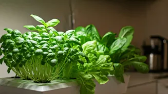 Hydroponic Gardening Belongs On Kitchen Counters