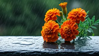 Why Marigolds Are Crucial For Beautiful Monsoon Balconies Right Now