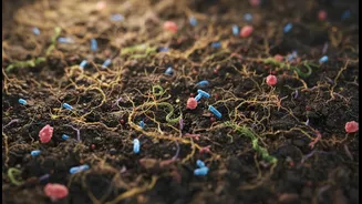 Indian Farm Stories Need More Microbe Science