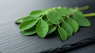 Moringa Leaves Are Not Just Wellness Jargon