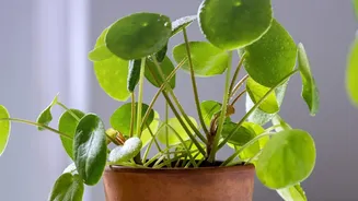 Simple Gardening Tips For Beginners Foolproof Indoor Houseplants For Stress Free Greenery