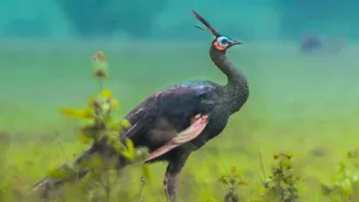 Five Indian Peacocks Arrive in Geneva Under a Carefully Planned Transfer