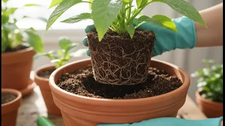 Bengaluru Balcony Gardeners and First-Time Plant Parents Can Avoid Mistakes by Repotting Carefully
