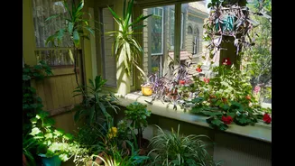 Winter Gardening Tips for Indian Homes