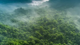 Monsoon Retreats In Wayanad: Peaceful Eco-Stays Surrounded By Misty Forests
