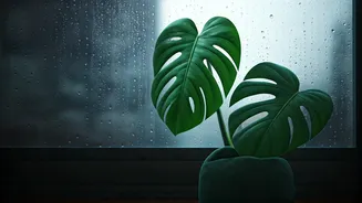 Houseplants In Rain Are Not Always Instagrammable