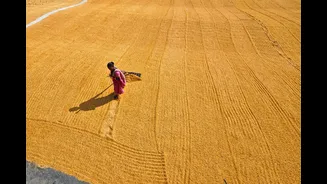 How Parametric Climate Insurance Can Protect Indian Agriculture