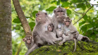 Macacos conseguiriam reconhecer a geometria como humanos