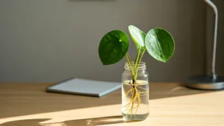 Resilient Money Plants Propagated In Glass Jars Light Desks