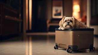 Pet-Friendly Travel Is No Longer A Niche